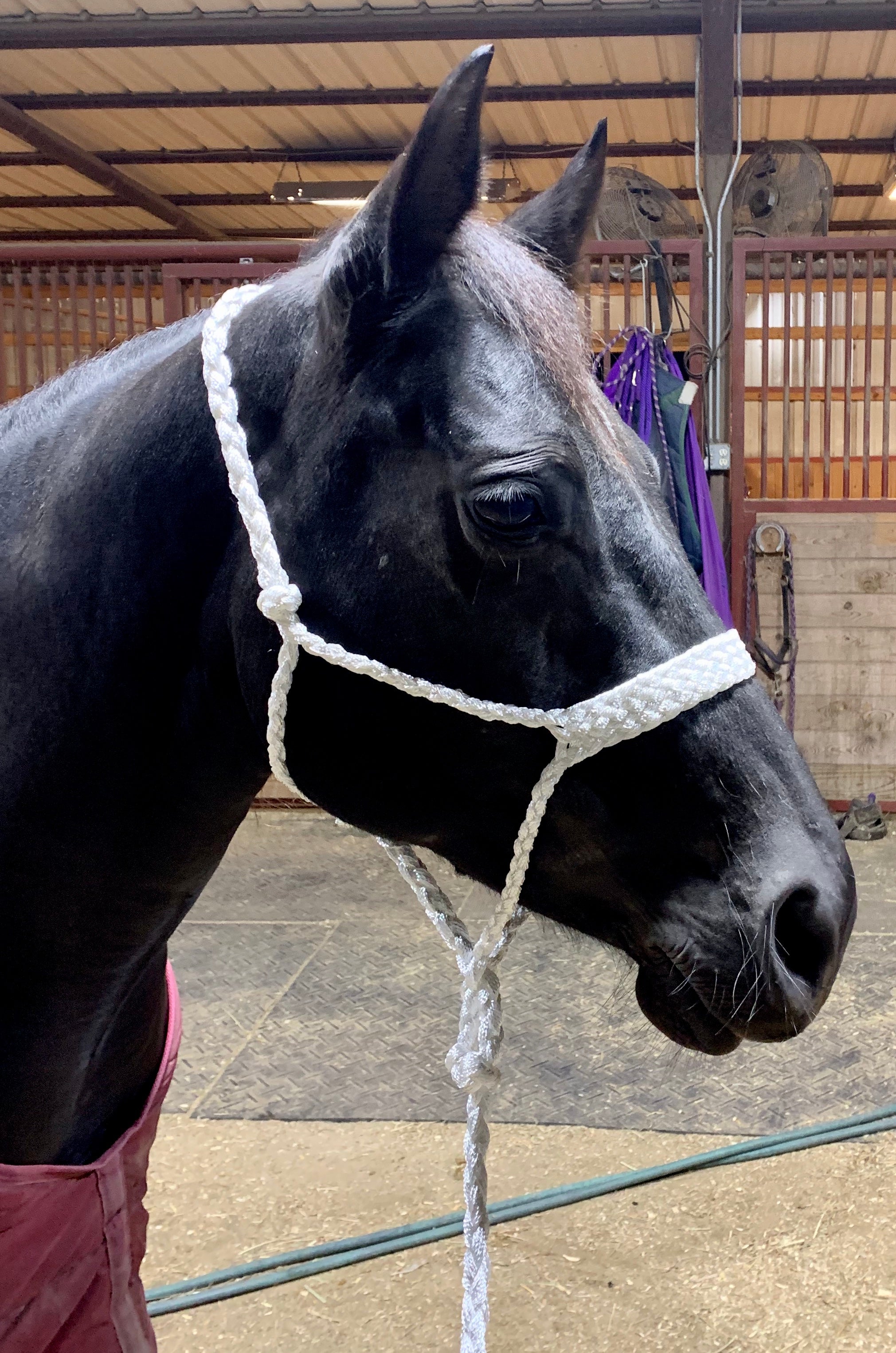 Mule Tape Halters with Lead