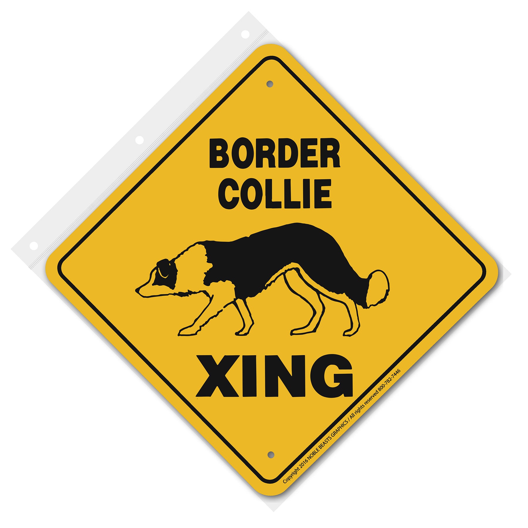 border collie xing 20585 front