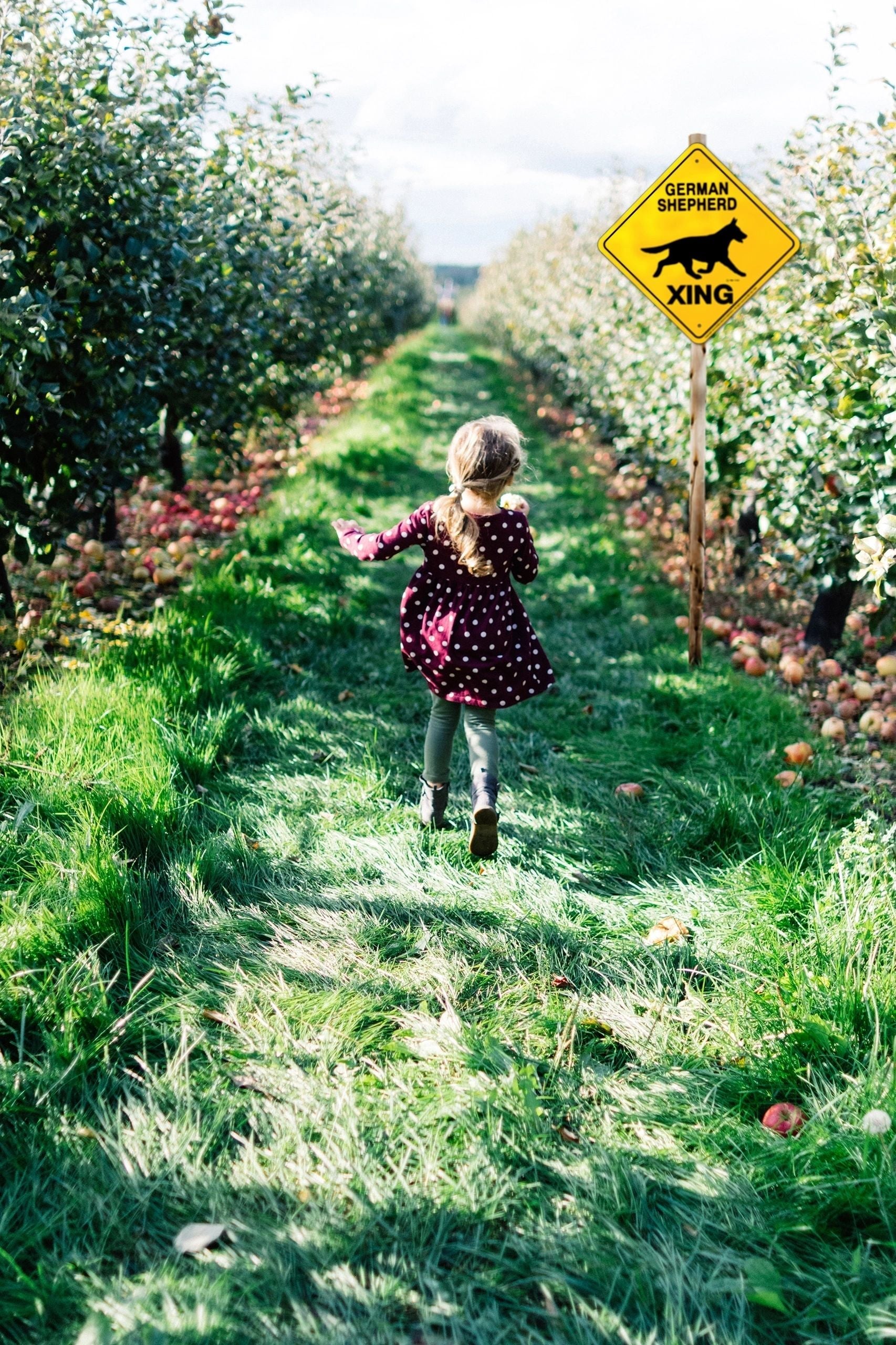 German Shepherd Xing Sign Aluminum 12 in X 12 in #20434